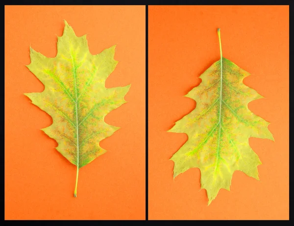 Collage Van Droog Geel Blad Herfst Achtergrond Sluitingsdatum — Stockfoto