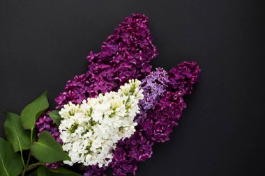 Siyah arka planda mor ve beyaz leylak demeti. - Yakın çekim. Boşluğu kopyala.