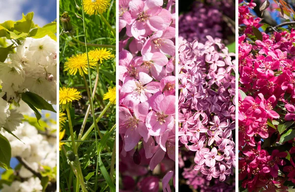 Flowers Collage Set Images Flowers Close — Stock Photo, Image