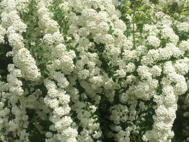 Beyaz çiçekler. Yakın plan. Bahar ya da yaz arkaplanı.