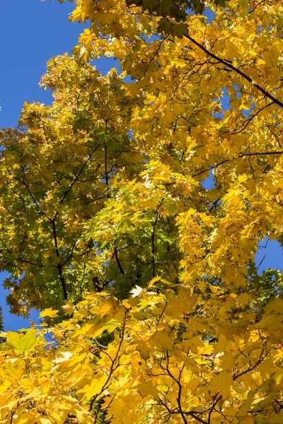 青い空に対して黄色の葉を持つ木の枝 秋の背景 場所縦 — ストック写真