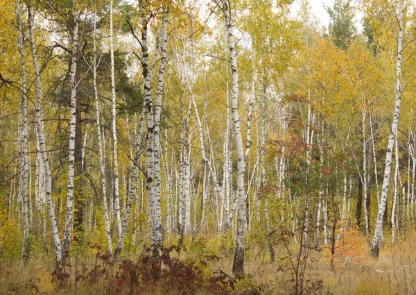 Blick Auf Die Birken Herbstwald — Stockfoto