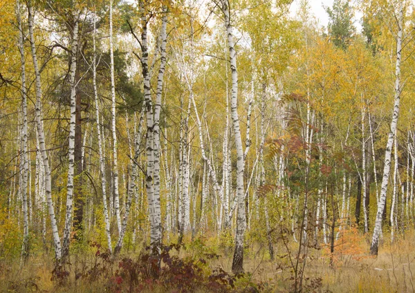 Uitzicht Berken Het Herfstbos — Stockfoto