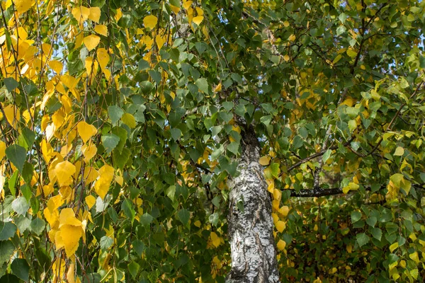 森の中に黄色と緑の葉を持つ白樺の枝にクローズアップ 秋の大自然 — ストック写真