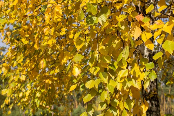 森の中に黄色の葉を持つ白樺の枝にクローズアップ 秋の大自然 — ストック写真