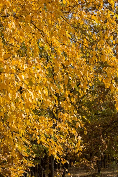 黄色の葉を持つ白樺の木 秋の背景 場所縦 — ストック写真