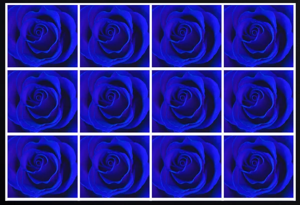 Collage Fiori Rosa Blu Primo Piano Sfondo Estivo — Foto Stock