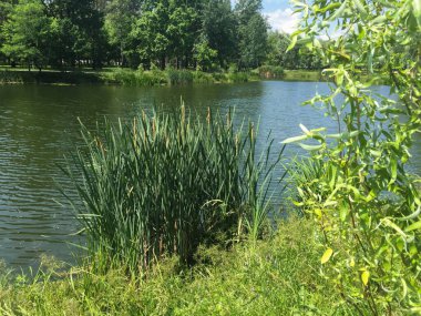 Bir yaz gününde parkta güzel bir göl manzarası