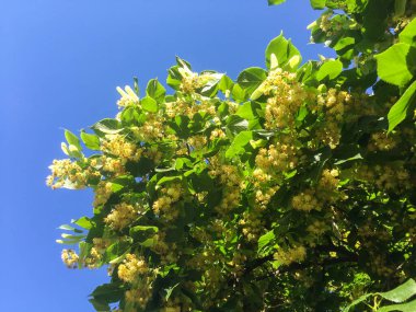 Mavi gökyüzüne karşı çiçek açan ıhlamur ağacına yakın çekim. Doğa arkaplanı.