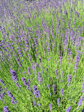 Bahçede çiçek açan lavanta. Yakın plan. Doğa geçmişi. Konum dikey.