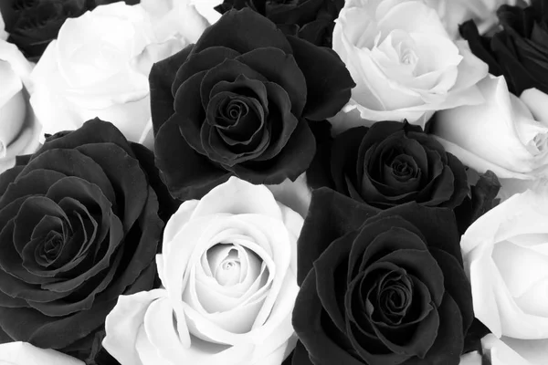 Closeup Black White Roses Floral Background — Foto Stock