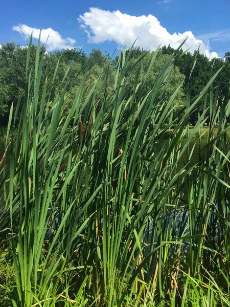 Closeup Green Reeds Lake Park Summer Day Location Vertical — Stock Fotó