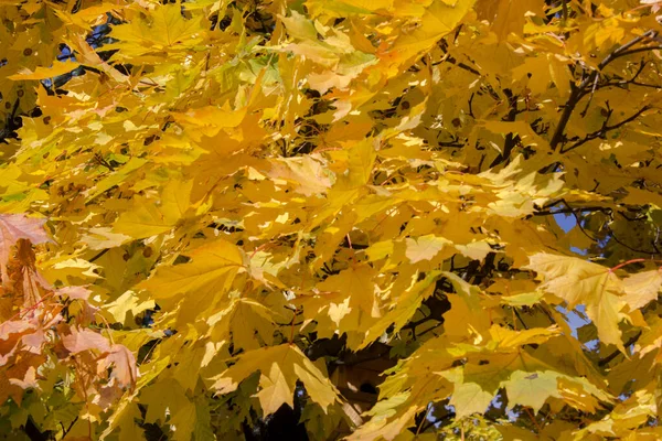 Close Maple Tree Branches Yellow Leaves Autumn Background — ストック写真