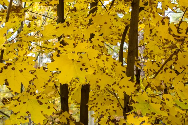 黄色の葉を持つ木の枝でクローズアップ 秋の背景 — ストック写真