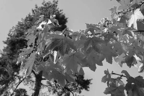 Closeup Tree Branches Autumn Leaves Autumn Background — Fotografia de Stock