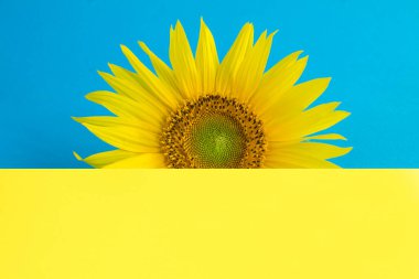Close-up on sunflower on the blue and yellow background. Copy space.