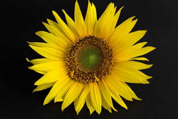 Close-up on sunflower on the black background. Copy space.