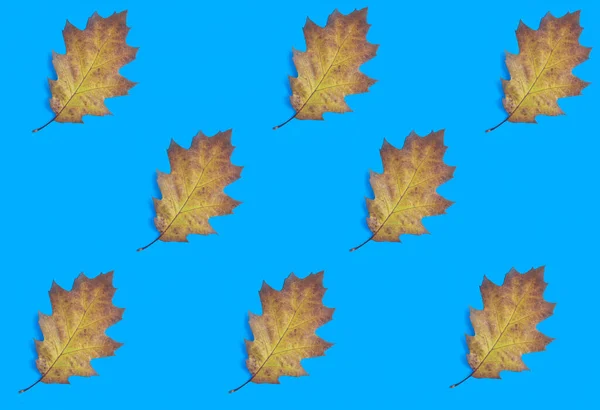 Dry Yellow Leaf Blue Background Pattern Flat Lay — Stock Photo, Image