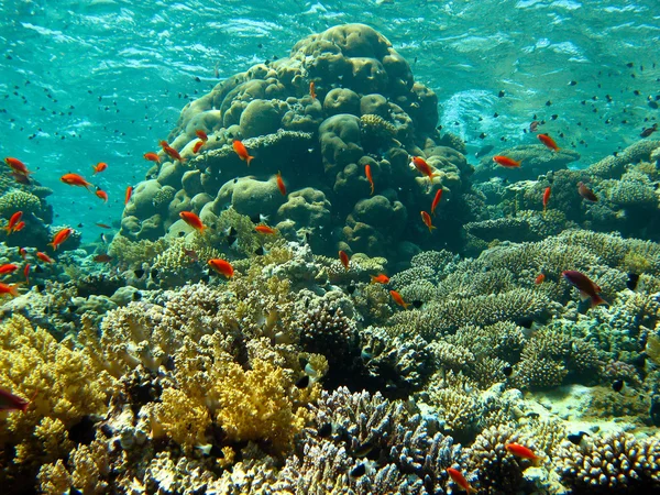 Coral Garden — Stock Photo, Image