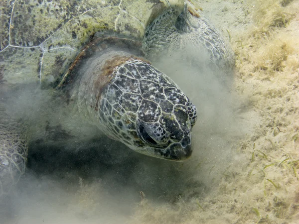 Tempesta di sabbia causata dalla tartaruga — Foto Stock