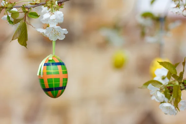 Tartan tojás (alacsony Dof) — Stock Fotó