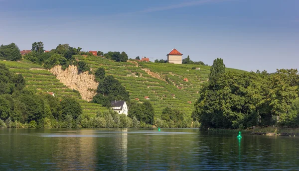 Stuttgart neckar Nehri boyunca üzüm bağları