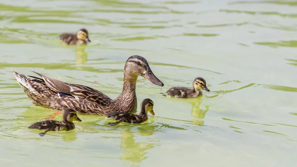 Duck & Ducklings — Stock Photo, Image