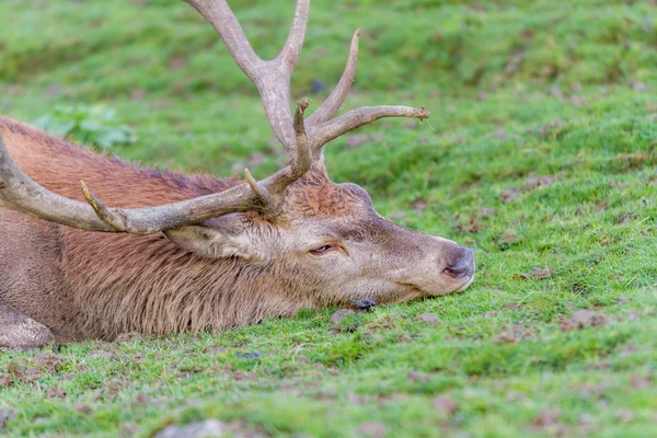 Cerf rouge au repos — Photo