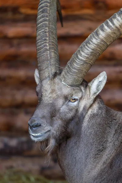 Stern looking Alpine Ibex — Stock Photo, Image