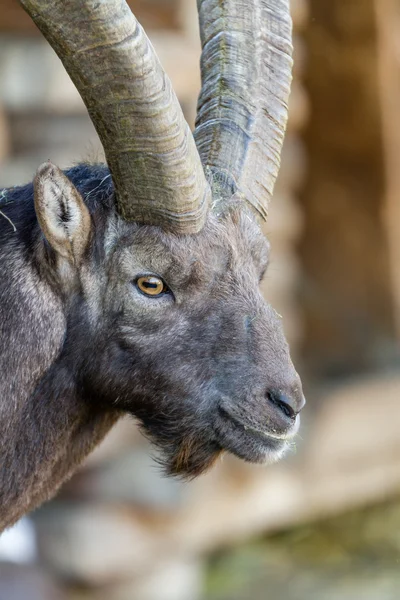 Portretul unui ibex alpin — Fotografie, imagine de stoc