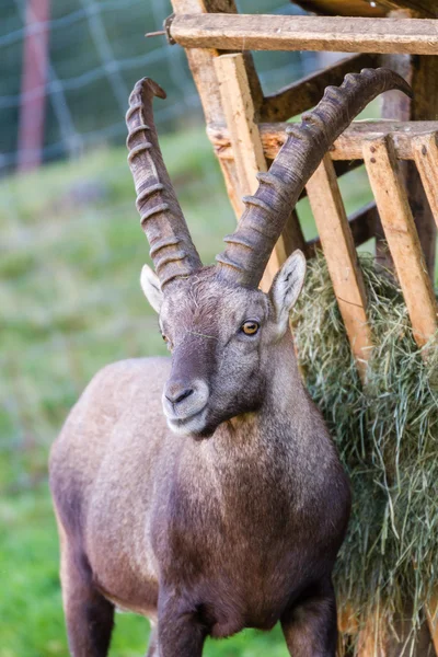 Bouquetin alpin près de l'aire d'alimentation — Photo