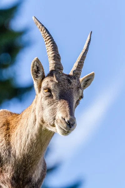 Portrait of an Ibex doe — Stock Photo, Image