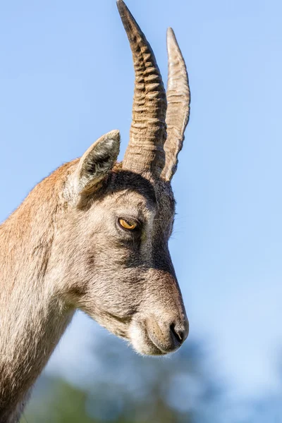 Profile of an Ibex doe — Stock Photo, Image