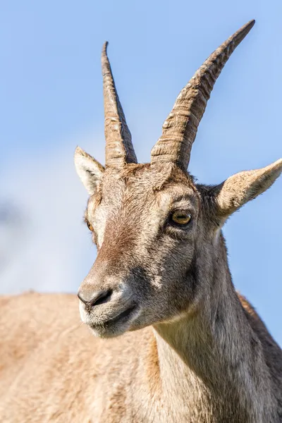 Portrait of an Ibex doe — Stock Photo, Image