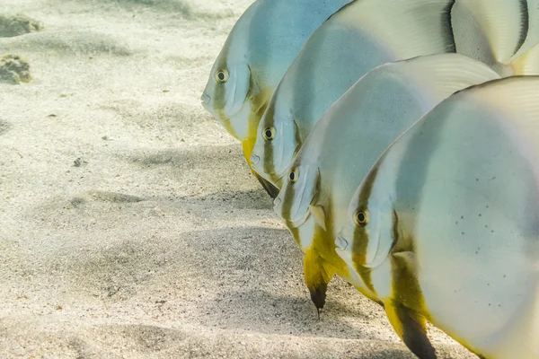 Batfish in a Row — Stock Photo, Image