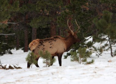 geyik, rocky Dağı Milli Parkı
