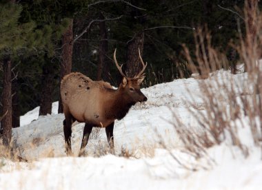 geyik, rocky Dağı Milli Parkı