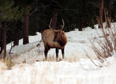 geyik, rocky Dağı Milli Parkı