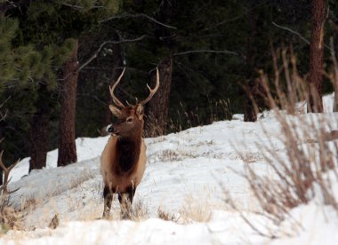 geyik, rocky Dağı Milli Parkı