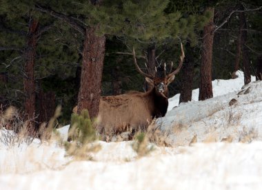 geyik, rocky Dağı Milli Parkı