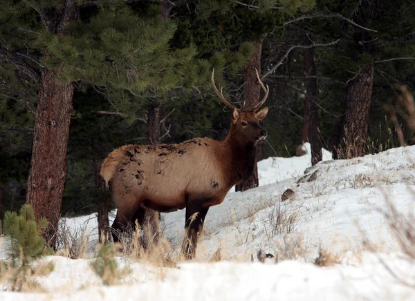 Älg på rocky mountain national park — Stockfoto