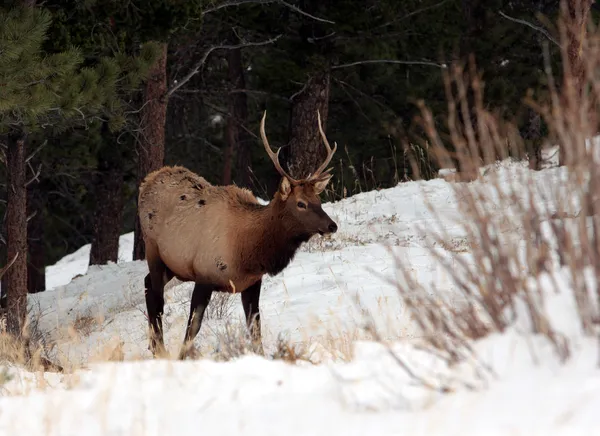 geyik, rocky Dağı Milli Parkı