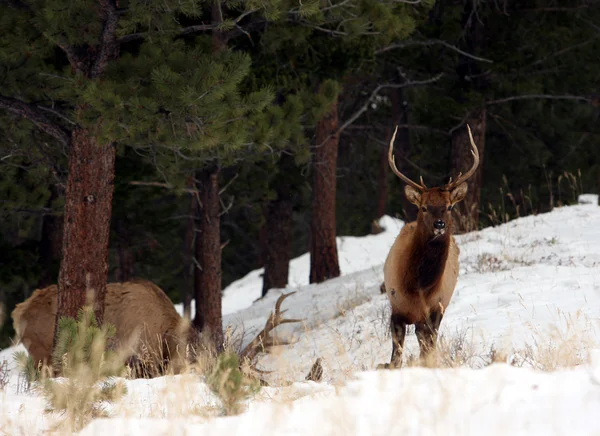 geyik, rocky Dağı Milli Parkı