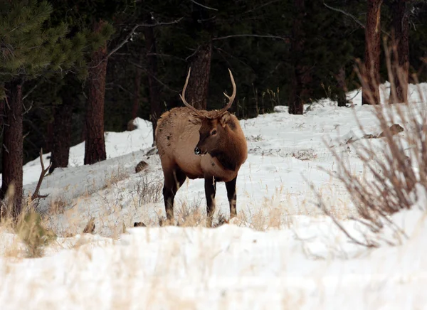 geyik, rocky Dağı Milli Parkı