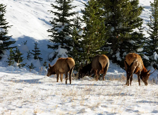 geyik, rocky Dağı Milli Parkı
