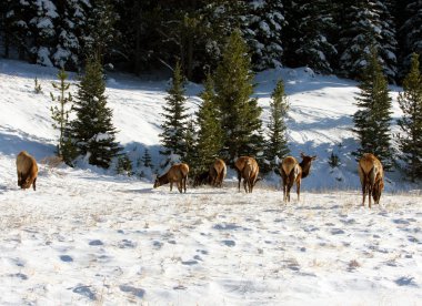 geyik, rocky Dağı Milli Parkı