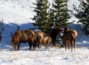 geyik, rocky Dağı Milli Parkı