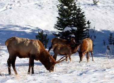 geyik, rocky Dağı Milli Parkı
