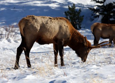 geyik, rocky Dağı Milli Parkı