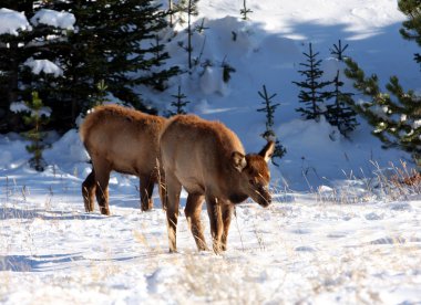 geyik, rocky Dağı Milli Parkı